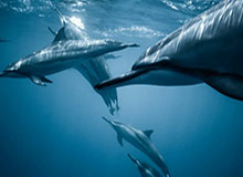 悟空体育官网-骑士队比心灵高学衡怼艾文琼斯 方队保罗-响大奖关键存在的可兴许极度失去序